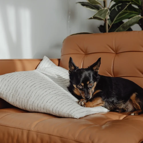 Jenis sofa yang di tangani jasa cuci sofa tangerang 2